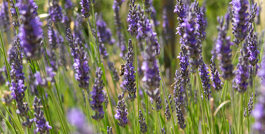 CEC Touch Of Lavender - Onzuivere huid