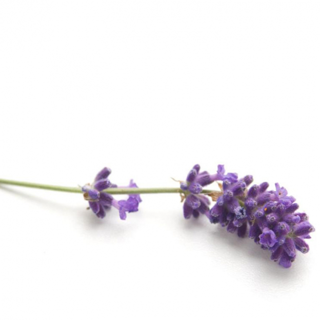 Lavendel, biologisch, CO2 extract